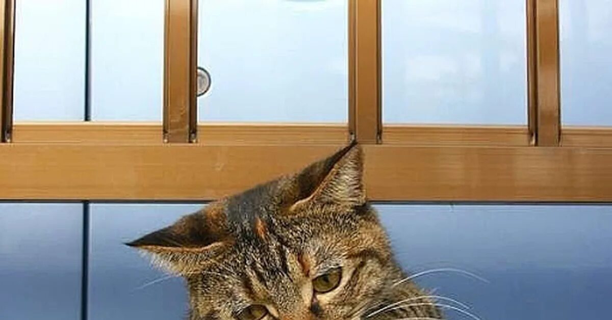 Bored cat. Bored cat