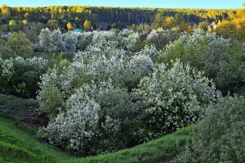 Черемуха черемуха в овраге расцвела