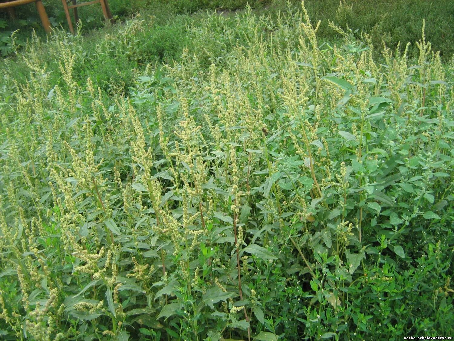 сныть пырей осот. сорняк брицца. пырей ползучий и осот. пырей. лебеда осот молочай.