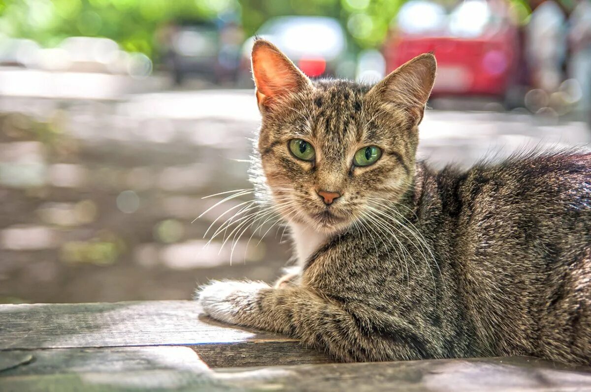 Кошка дворняжка беспородная. Европейская короткошерстная кошка. Полосатый кот беспородный. Дворняга порода кошек. Быстро просто кошка