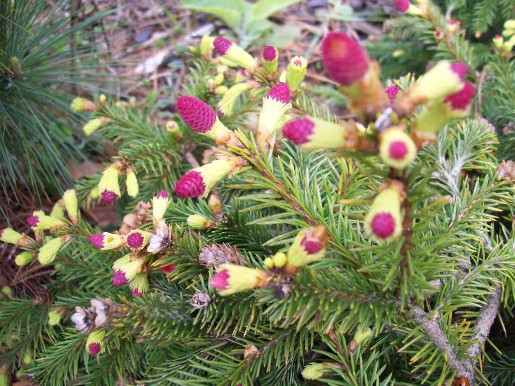 Picea pusch