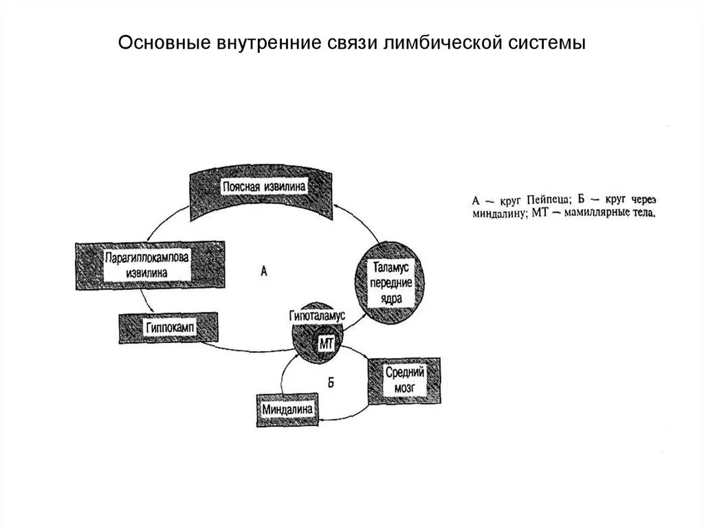 Схема основных внутренних связей лимбической системы:. Структурно-функциональная организация лимбической системы схема. Связи структур лимбической системы. Схему связей между структурами лимбической системы.