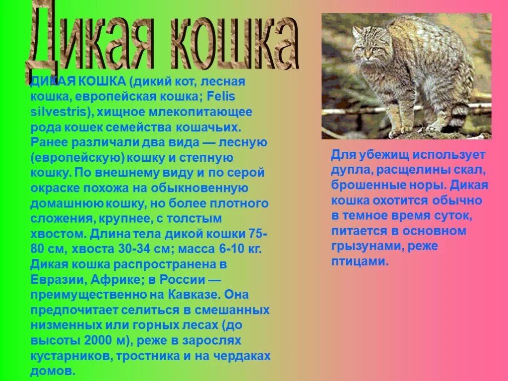 Лесная дикая кошка в экосистеме. Проект Дикие кошки. Доклад про диких кошек. Презентация Дикие кошки. Проект на тему Дикие кошки.