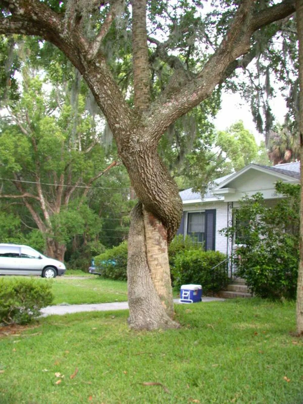 Сплетенные деревья. Лианы душители. Сплетенные стволы деревьев. Сплетенные стволы деревьев. Сплетенные стволы деревьев.