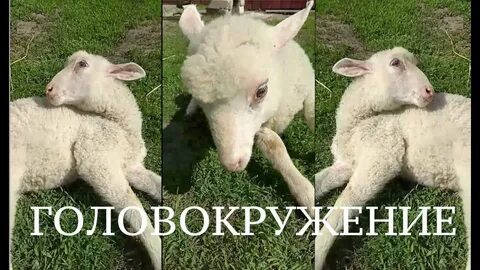 Помочь барашкам