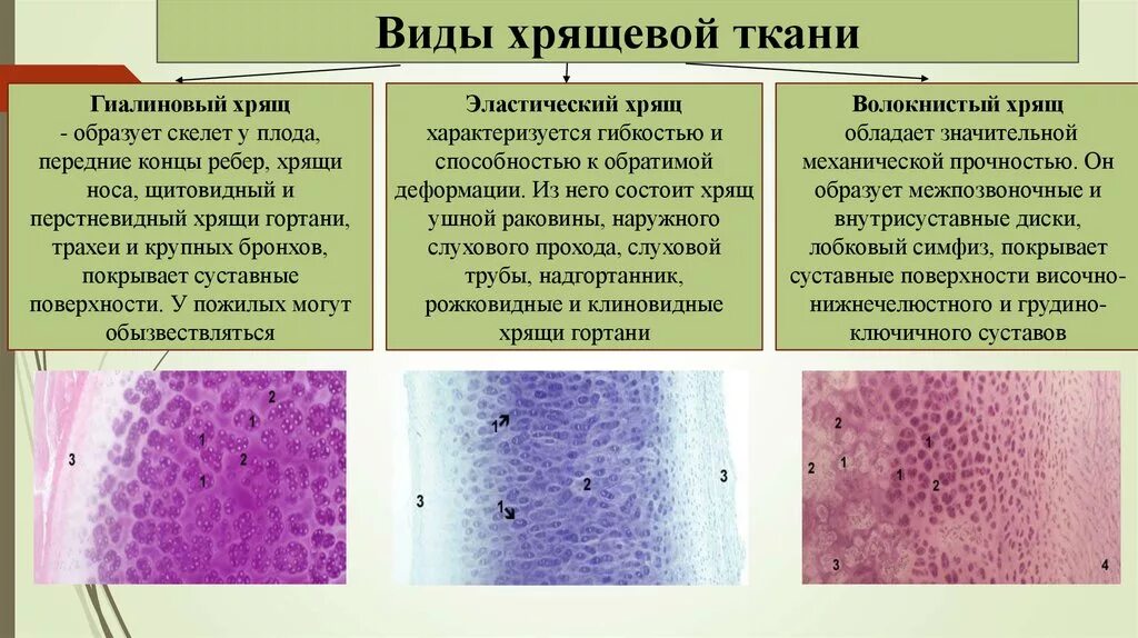 Классификация соединительной ткани гистология. Гиалиновая хрящевая ткань строение. функции гиалинового хряща гистология. гиалиновый хрящ гистология. гиалиновая хрящевая ткань функции.