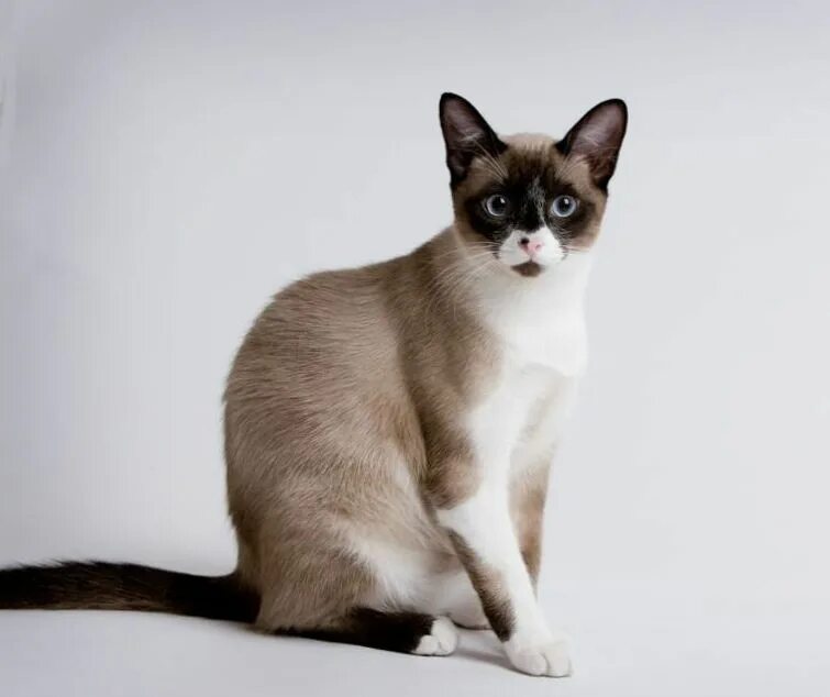 Рассмотрите фотографию кошки породы сноу шу. Сноу Шу. Сноу-Шу кошка. Порода котов Сноу Шу. Тайская кошка Сноу Шу.