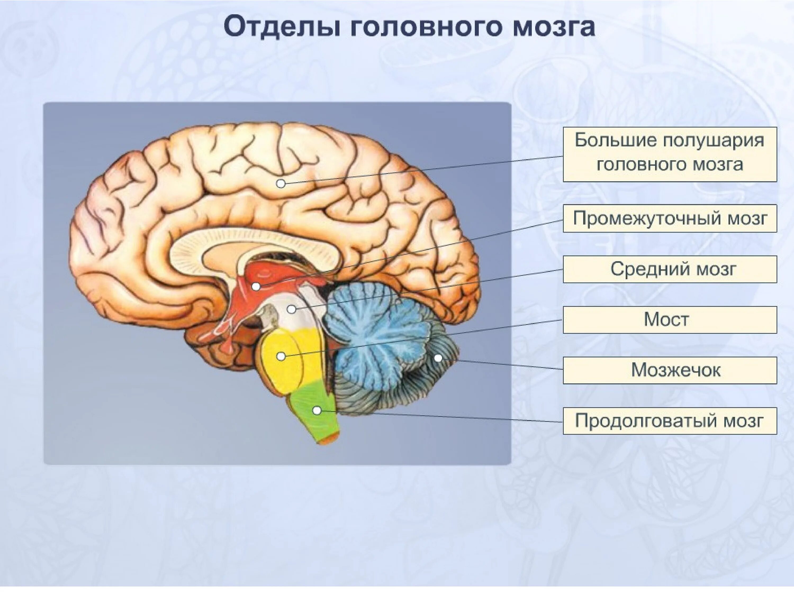 В мозгу есть область. Схема основных отделов головного мозга. Отделы головного мозга анатомия. Название отделов головного мозга. Основные пять отделов головного мозга:.