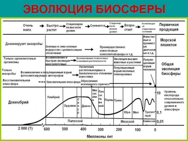 Динамика изменений в биосфере. Этапы эволюции биосферы схема. Основные этапы развития биосферы таблица 11 класс. Эволюция биосферы таблица 11 класс. Этапы эволюции биосферы кратко.