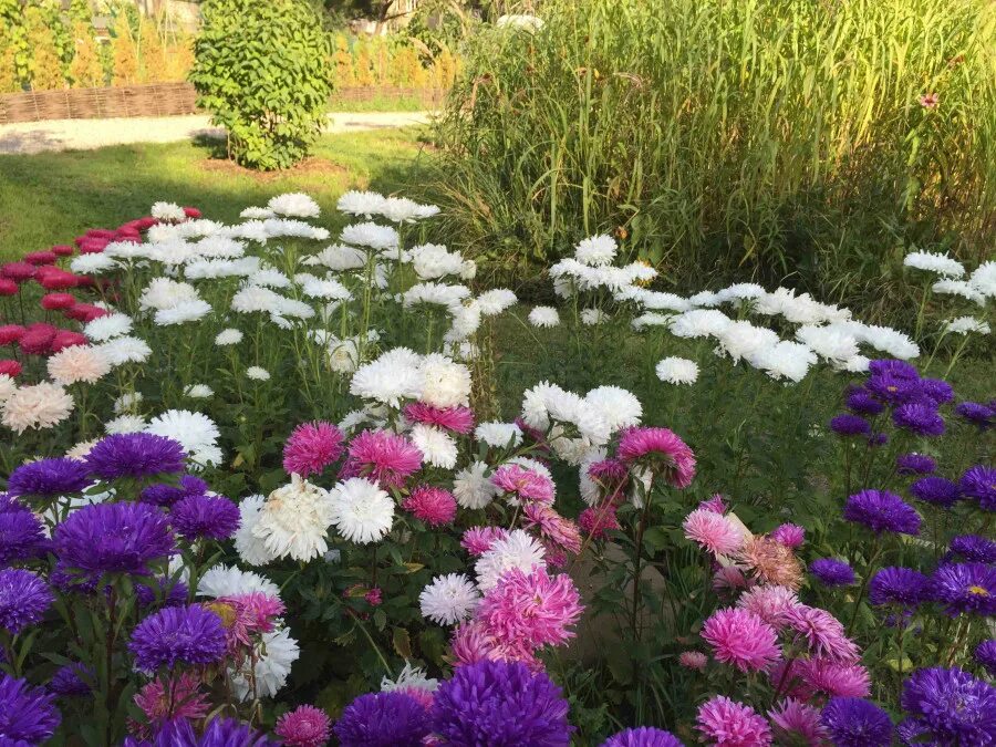 Астры на клумбе. Астры на клумбе. Цинии георгины астры. Астры и бархатцы. Астры на клумбе.