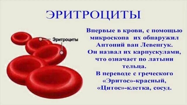 Эритроциты огэ биология. Кровь человека эритроциты 8 класс биология.