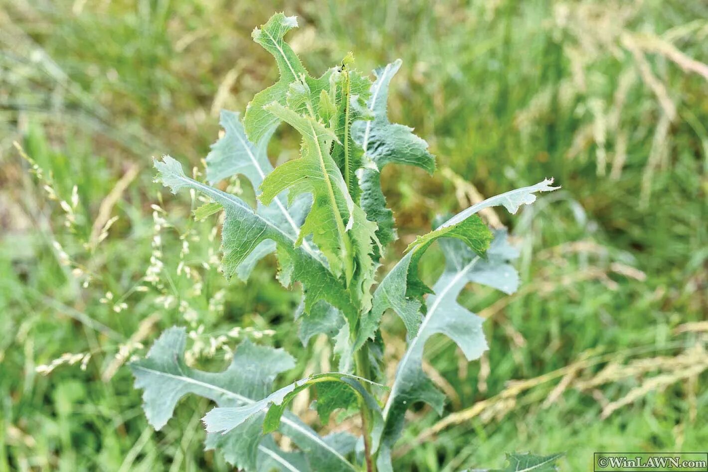 Дикие сорняки. Сорняк латук Компасный. Латук дикий (Lactuca virosa). Латук Компасный Lactuca. Латук (молокан) дикий, Компасный.