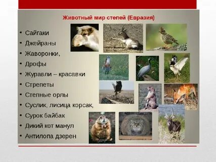 Животный мир степей евразии