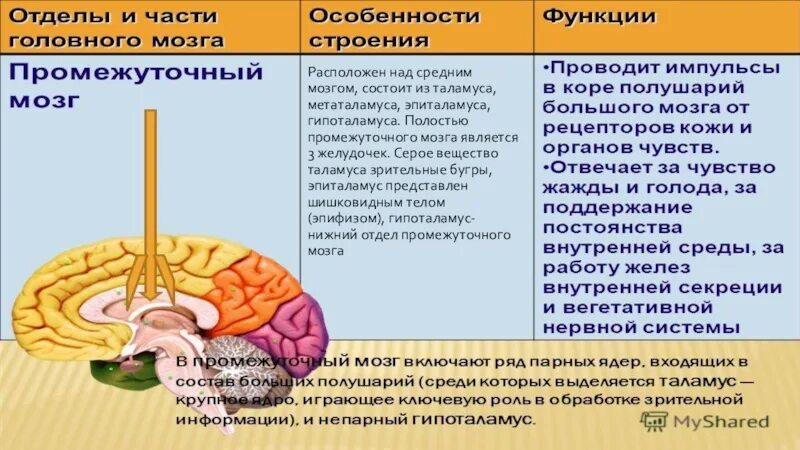 Промежуточный мозг строение и функции таблица. Структуры отделов и функции промежуточного мозга. Функции отдела головного мозга промежуточный мозг. Промежуточный мозг строение и функции кратко. Функции среднего отдела головного мозга человека