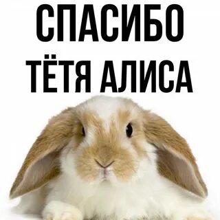 Спасибо алиса хочешь