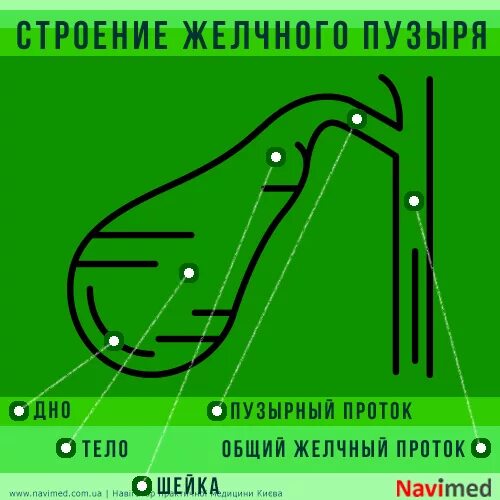 Загиб желчного пузыря что делать. Перегиб дна желчного пузыря. Шейка желчного пузыря Перегиб. Перегиб области шейка желчный пузырь. Перегиб желчного пузыря в области шейки.