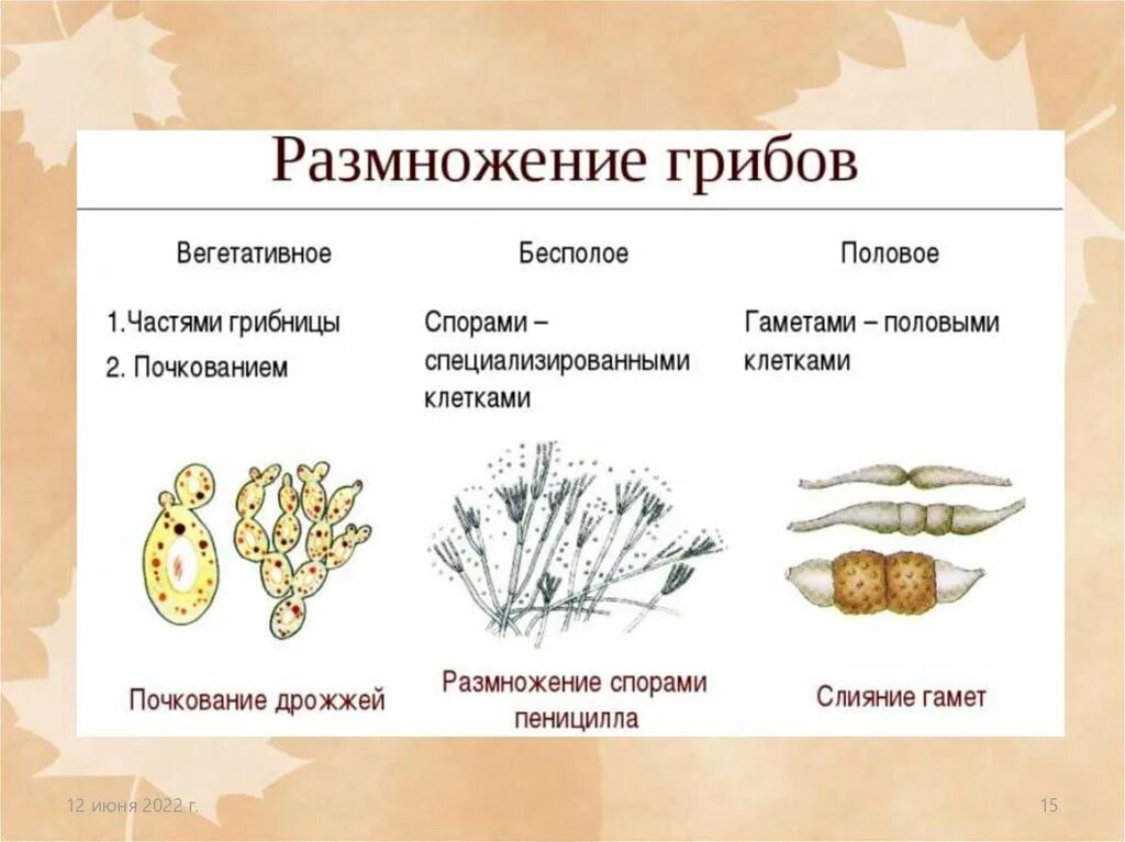 Способы бесполого размножения грибов. Грибы бесполое и половое размножение. Типы бесполого размножения грибов. Размножение грибов способ бесполого размножения. Вегетативные споры грибов