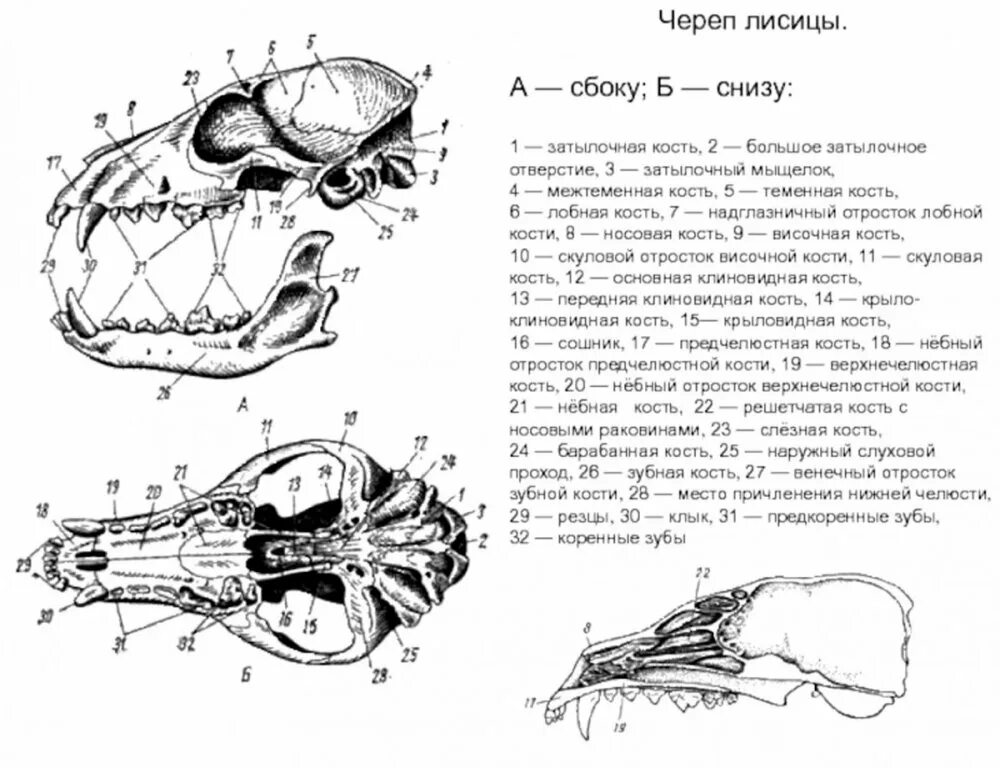 Череп млекопитающих состоит из. Строение черепа сбоку и снизу. череп лисицы строение. схема строения черепа млекопитающих. череп лисицы а сбоку б снизу.