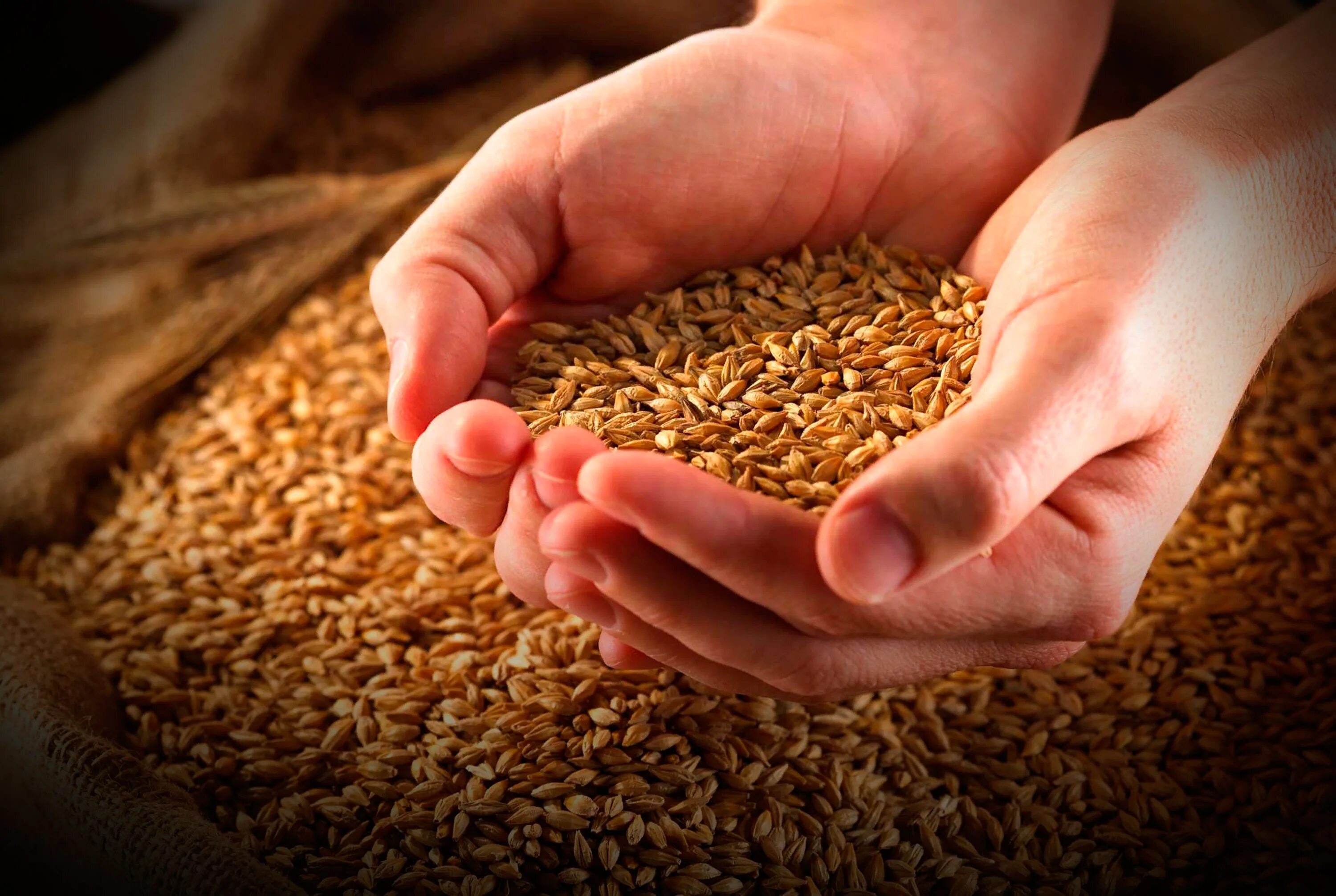 Жмень. Пшеница зерно. Зерновые и зернобобовые культуры. Зерно для кур. Урожай пшеницы.