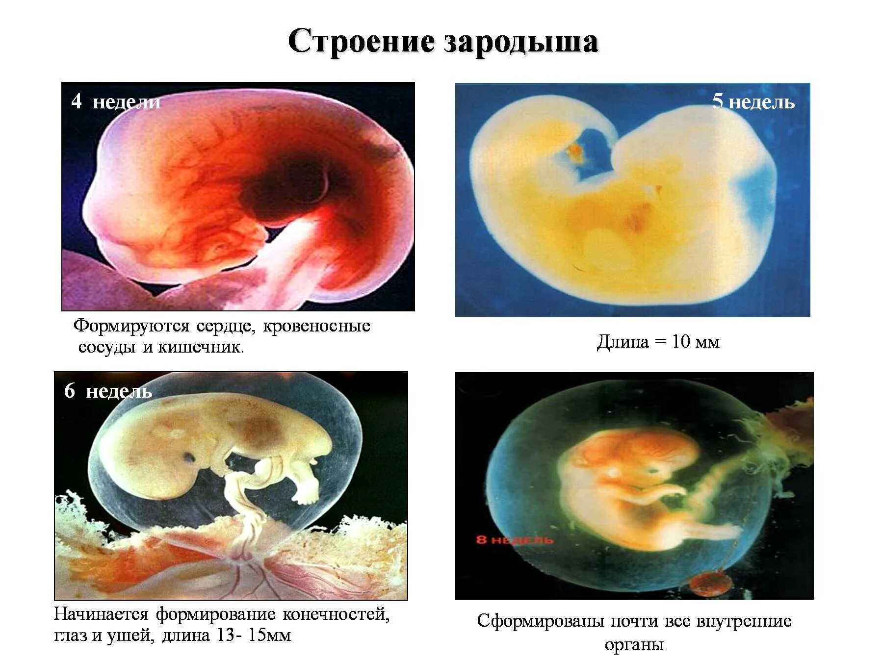 Через четыре недели