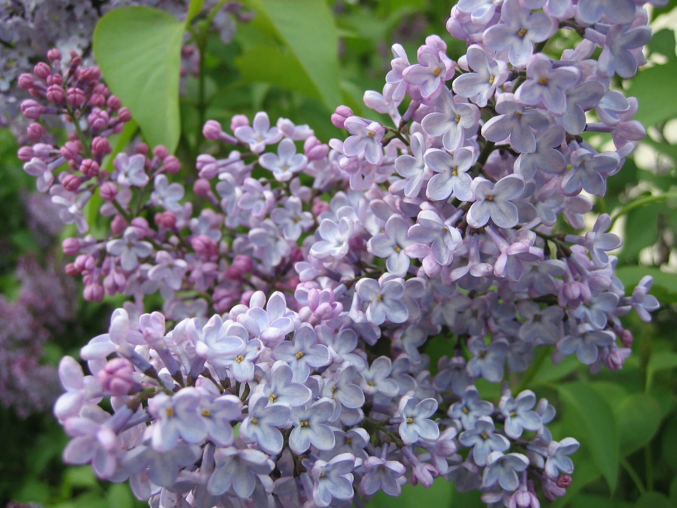 Сирени 4 буквы. Сирень Syringa vulgaris. Сирень обыкновенная (Syringa vulgaris). Сирень Звегинцева (Syringa sweginzowii). Сирень Эдди Тишлер.