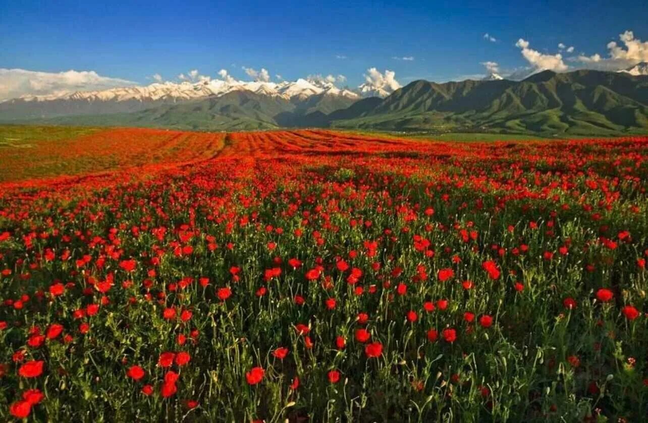 Бахчисарай маковые поля. Цветение маков в дагестане. Маковое поле в дагестане. Поле маков дагестан. Маковые поля в киргизии.