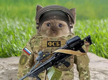 Кот в военной форме