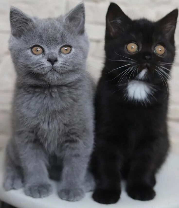 Какие бывают цветом котята. Британская кошка. котята британцы. британские котята с мамой. британские котята серые.