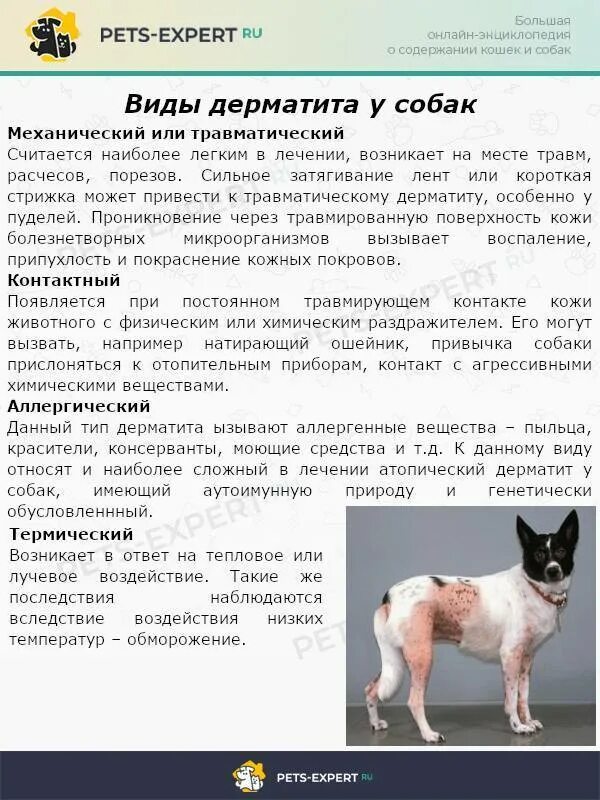 Как вылечить аллергию на собак. Блошиный аллергический дерматит у собак. атопический дерматит у собак. атопический дерматит у собак схема лечения. дерматит у собаки причины.