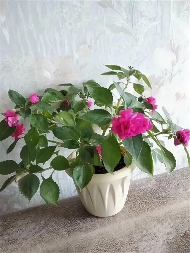 Пересадила ваньку мокрого