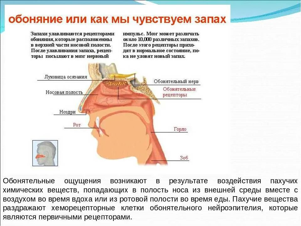 Запах четырех