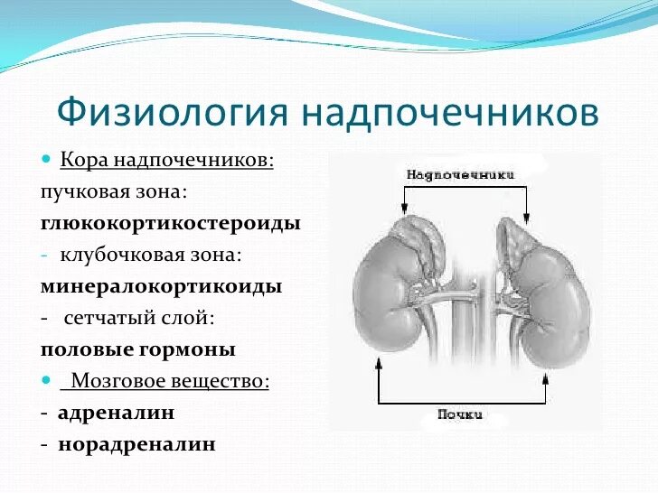 Функции гормонов коркового вещества надпочечников. Физиологическое значение гормонов надпочечников. Функции гормонов коры надпочечников физиология. Гормоны мозгового слоя надпочечников функции.