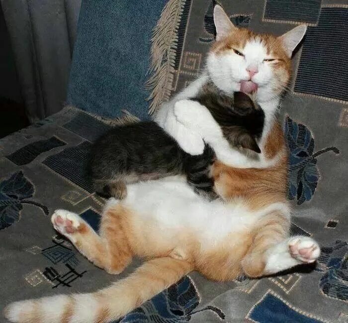 У меня есть любимый кот. Зацелованный кот. зацелую тебя. смешные коты я тебя люблю. я люблю кошек.