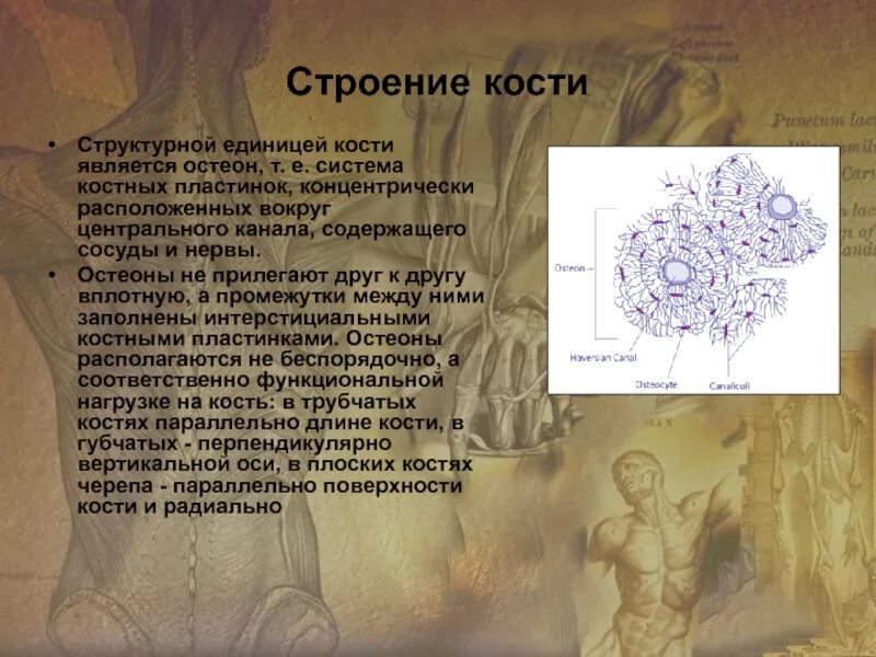 Структурная единица кости. Структурная единица строения кости. Структурная единица кости Остеон. Что является структурно-функциональной единицей кости. Концентрически расположенные костные пластинки.