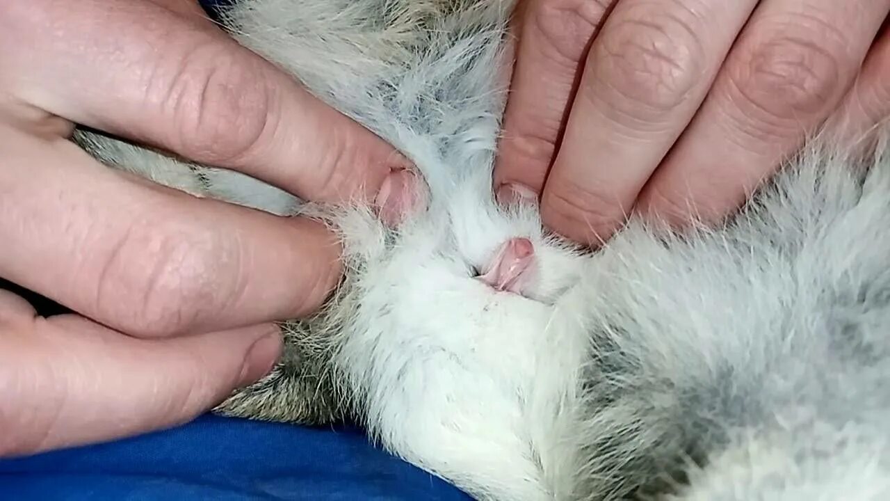 Как распознать пол кролика. Как различить пол у кроликов. Как определить пол крольчонка. Как определитььпол кролика. Как понять пол кролика.