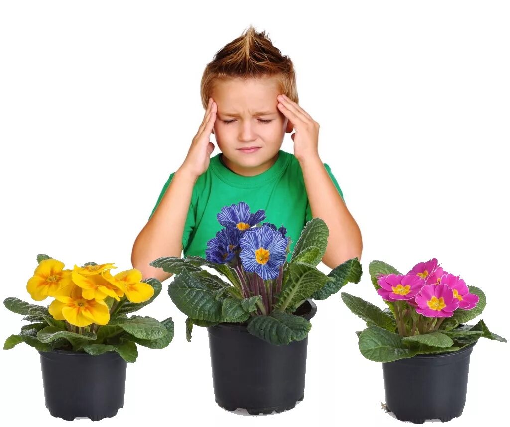 Домашние цветы опасные для людей. Цветок в горшке. Комнатные растения для детей. Дети с комнатными цветами. Комнатные цветы опасные для детей.