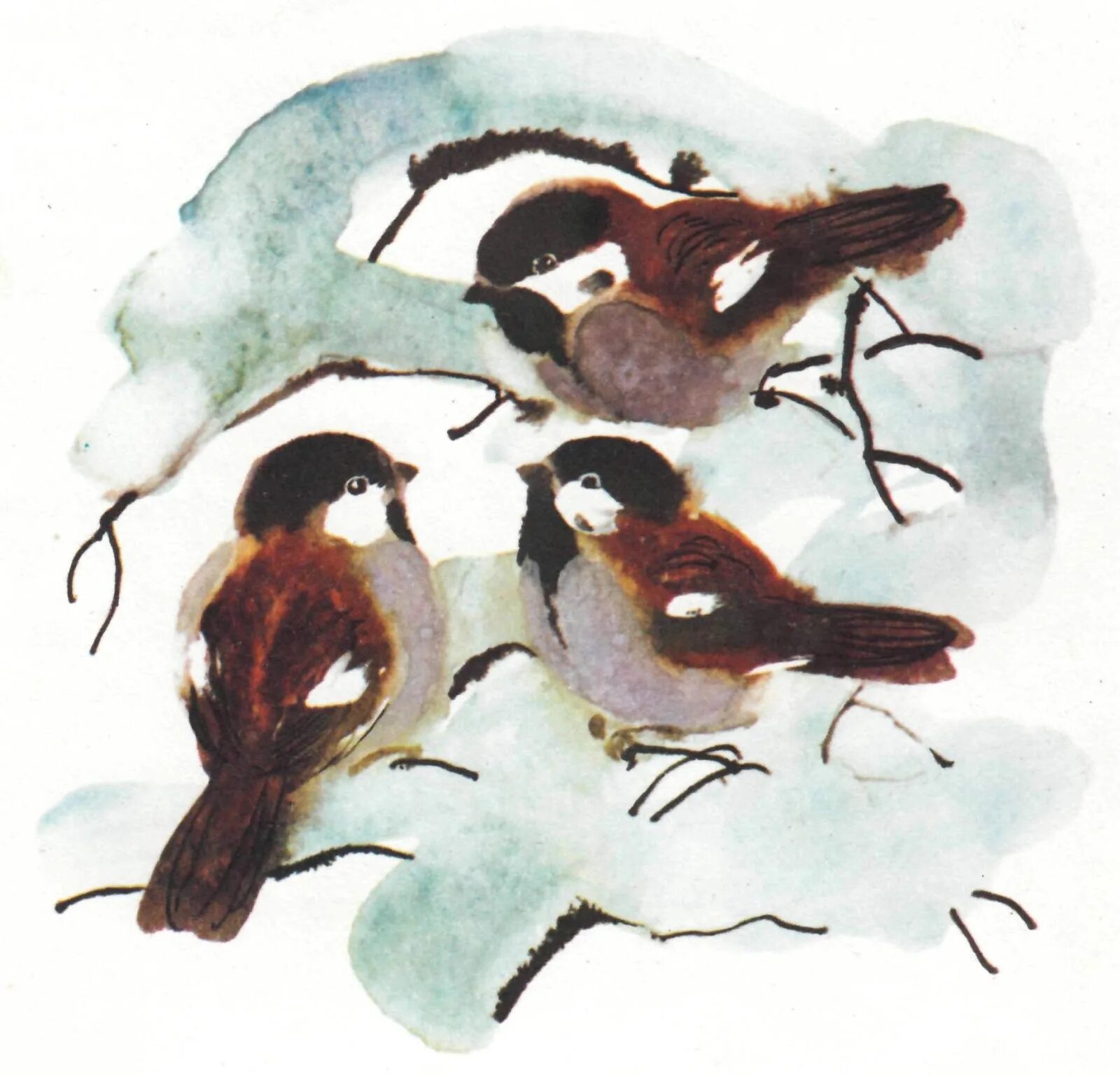 Рисование зимующие птицы средняя группа. Рисование стайка Воробьев. Рисование зимующие птицы старшая группа. Воробей зимой.