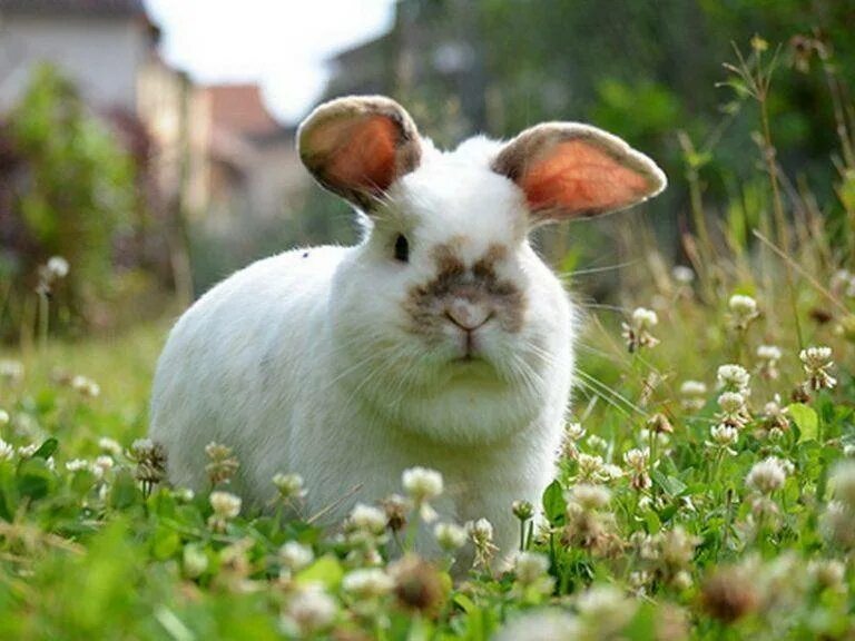 Можно ли кроликам крапиву. Растения для кроликов. Кролик в траве. Травяной кролик. Кролик на травке.