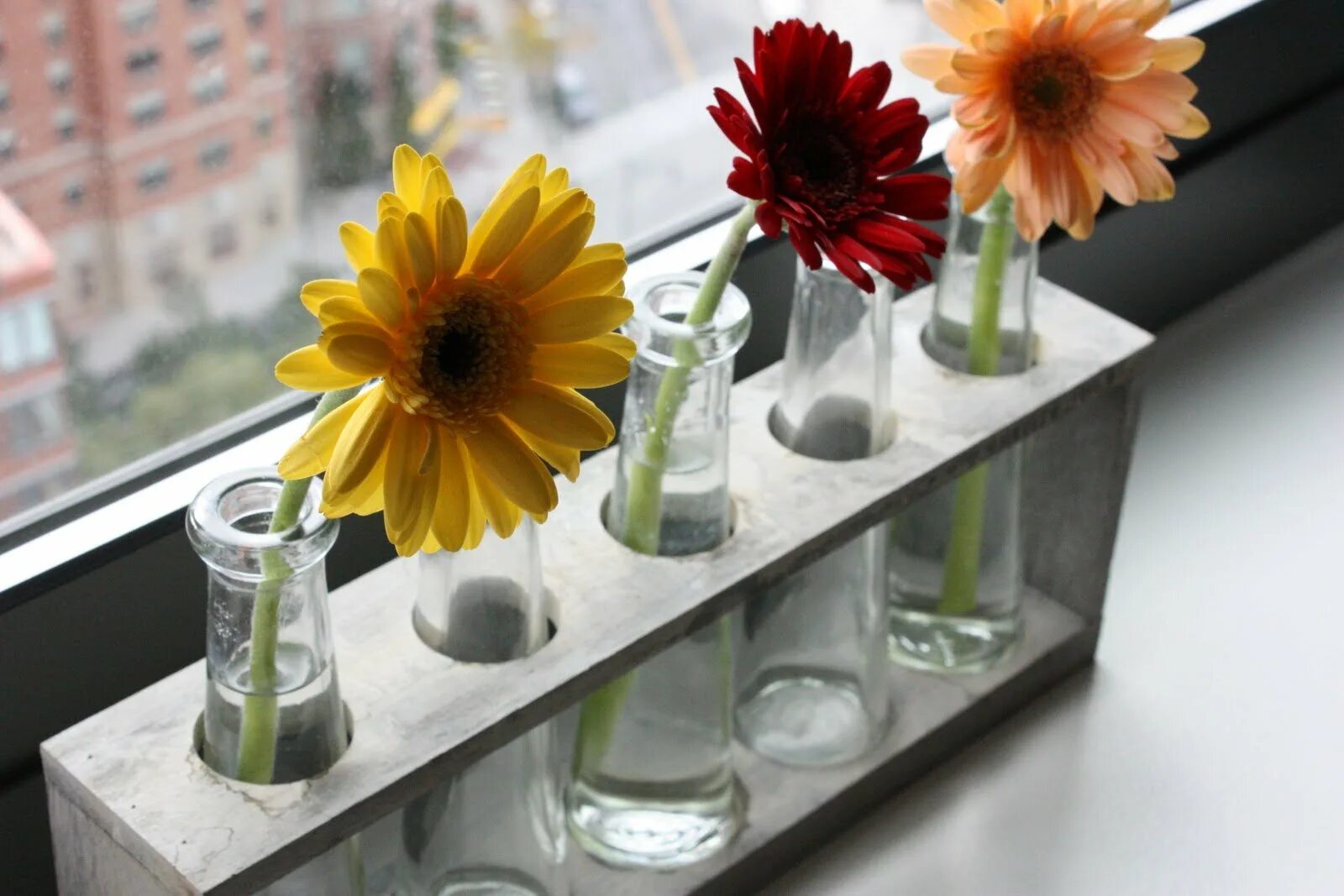 растения в колбах и пробирках. букет в пробирках. цветы в пробирках. розы в пробирках. композиции в пробирках.