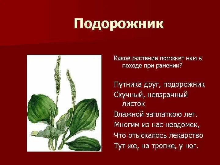Лечебные растения. Какое растение поможет. Чем полезен репейник. Лесная аптека. Лечебная трава корешки лопуха.