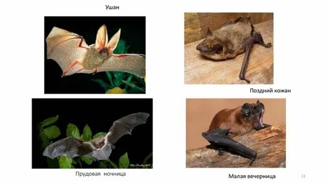 Кожан размер