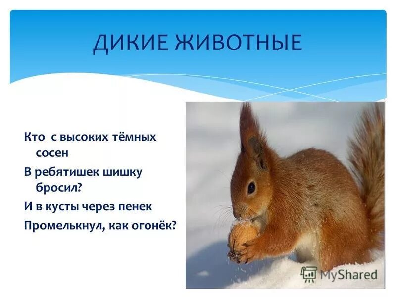 Рассказ про животных 1 класс. Зверька составить предложение. Предложения на тему дикие животные. Белка обыкновенная краткое описание. Презентация на тему белка.