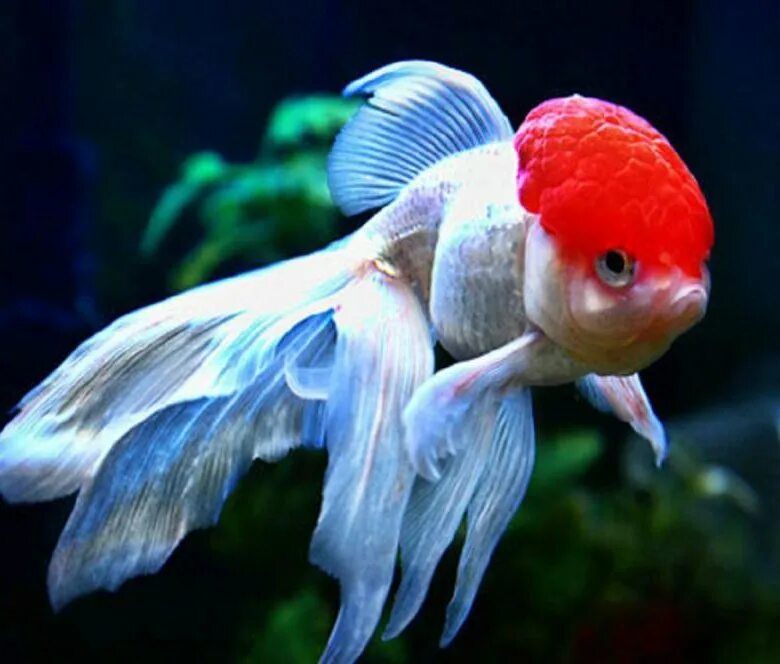 оранда рыбка аквариумная. золотая рыбка оранда красная шапочка. золотая рыбка красная шапочка. золотая рыбка оранда красная. золотая рыбка оранда красно белая.