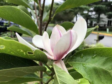 Magnolia blossom along Tranquility Court in the Franklin Farm section of Oa...