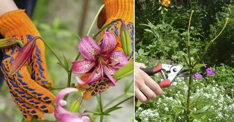 Лилия в горшке отцвела что дальше