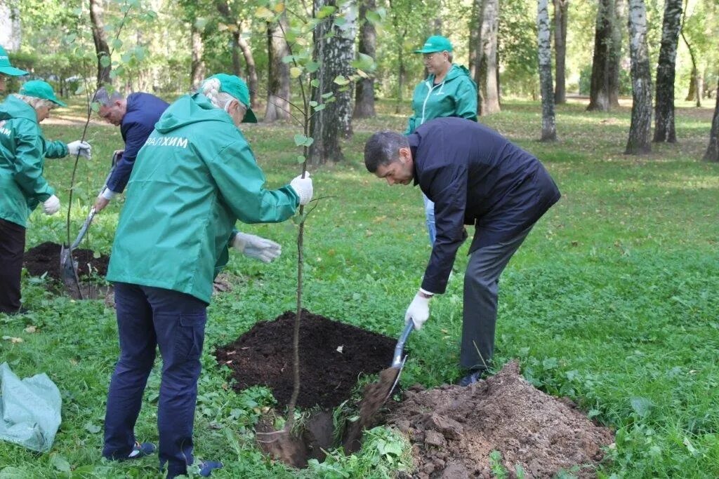 Высадка аллеи деревьев. Аллея ветеранов. проект аллеи ветеранов.