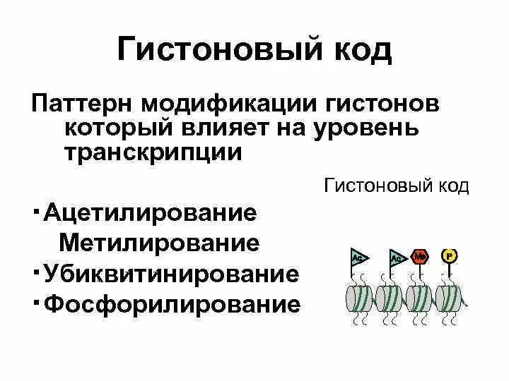 Предположите какая из представленных последовательностей принадлежит гистону. Ацетилирование гистонов. Метилирование и ацетилирование. Метилирование гистонов. Химические модификации гистонов.