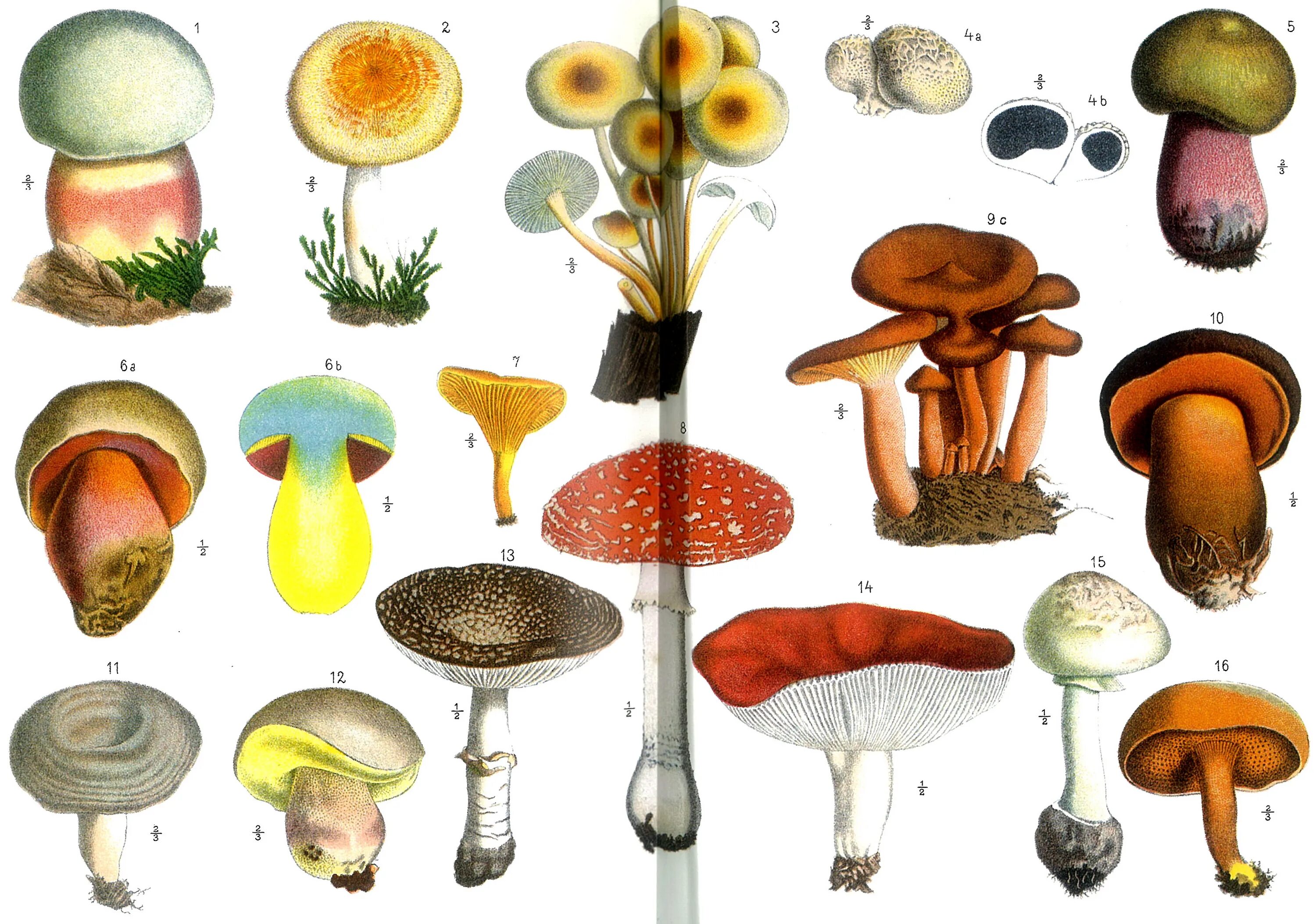 Ядовитые грибы на белом фоне. Грибы арт. Микология рисунок. Ядовитые грибы арт. Mushroom глагол