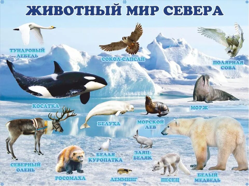 Обитатели полюсов. Животные севера. Сеаерныесеаерные животные. Животные Арктики. Животные живущие на севере.