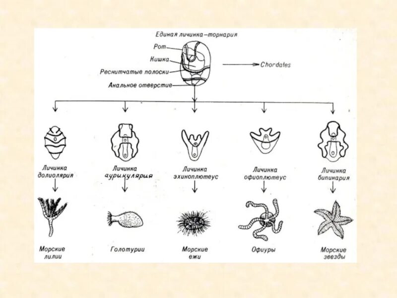 Цикл развития иглокожих. Типы личинок иглокожих. Жизненный цикл иглокожих. Размножение иглокожих схема.